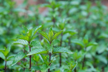  Bahçede bitki yetiştirme fotoğrafı. 
