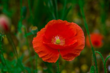 Konfeti tarlalarında güzel çiçekler yetişiyor.