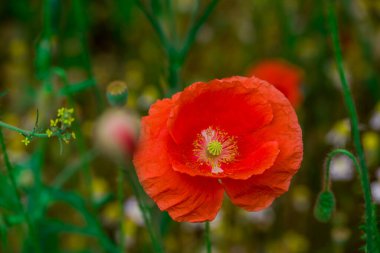 Konfeti tarlalarında güzel çiçekler yetişiyor.