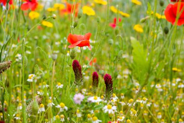 Konfeti tarlalarında güzel çiçekler yetişiyor.