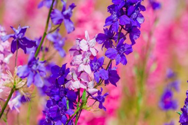 Konfeti tarlalarında güzel çiçekler yetişiyor.