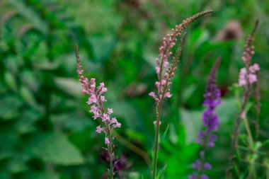 Bahçede büyüyen çiçeklerin fotoğrafı. 