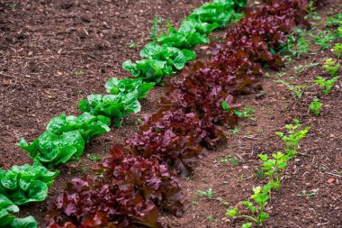 Bahçede marul yetiştirme fotoğrafı. 