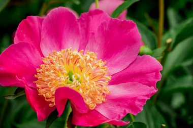 Bahçede büyüyen çiçeklerin fotoğrafı. 