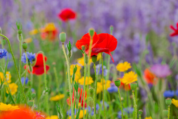beautiful flowers growing on Confetti fields