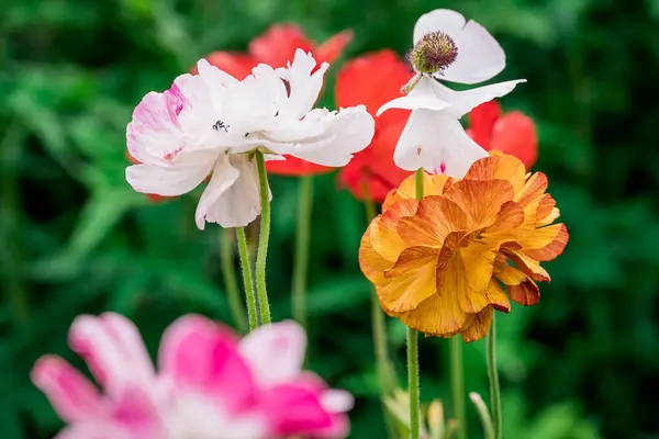 stock image Photo of growing flowers in the garden 