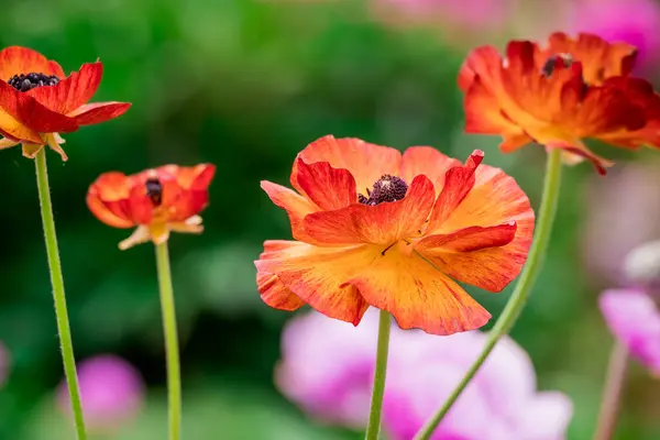 stock image Photo of growing flowers in the garden 