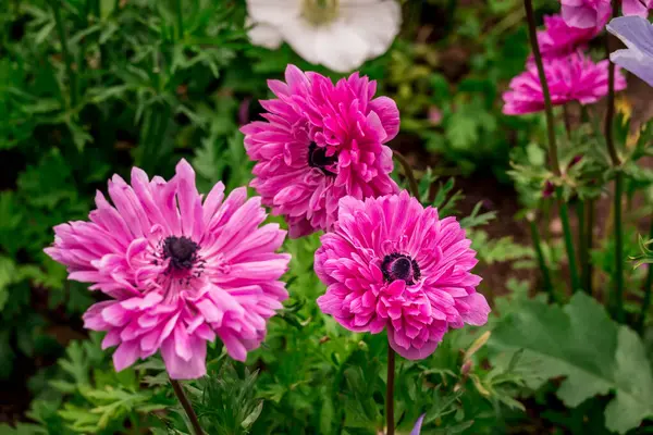 stock image Photo of growing flowers in the garden 