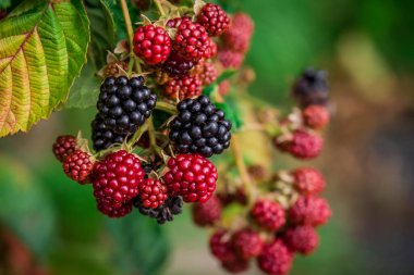  Sonbahar bahçesinde yetişen güzel böğürtlenler