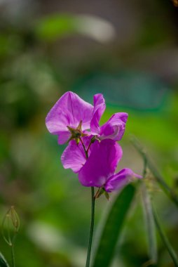  Sonbahar bahçesinde büyüyen güzel çiçekler