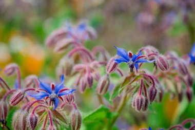 Sonbahar bahçesinde büyüyen güzel çiçekler 