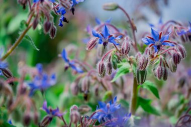 Sonbahar bahçesinde büyüyen güzel çiçekler 