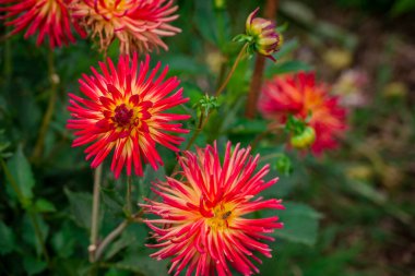 Sonbahar bahçesinde büyüyen güzel çiçekler 