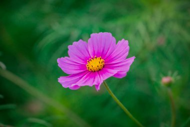  Sonbahar bahçesinde büyüyen güzel çiçekler