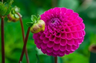 Sonbahar bahçesinde büyüyen güzel çiçekler 