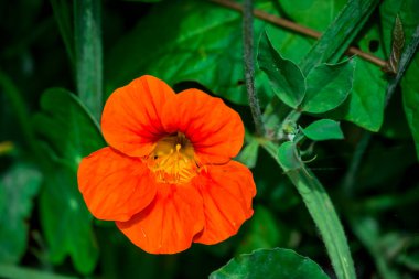 Sonbahar bahçesinde büyüyen güzel çiçekler 