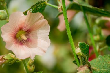 Sonbahar bahçesinde büyüyen güzel çiçekler 