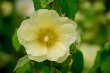 Sonbahar bahçesinde büyüyen güzel çiçekler 