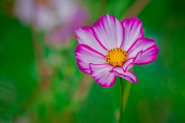 Sonbahar bahçesinde büyüyen güzel çiçekler