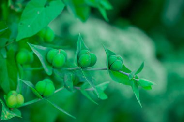 Sonbahar bahçesinde büyüyen güzel çiçekler 
