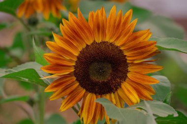 Sonbahar bahçesinde büyüyen güzel çiçekler 