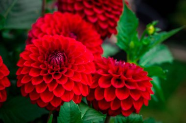 Sonbahar bahçesinde büyüyen güzel çiçekler 