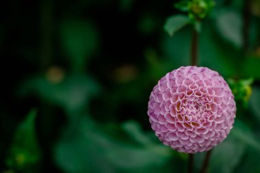 Sonbahar bahçesinde büyüyen güzel çiçekler 