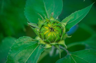  Sonbahar bahçesinde büyüyen güzel çiçekler