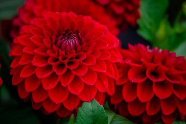 Sonbahar bahçesinde büyüyen güzel çiçekler 