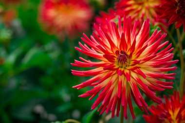 Sonbahar bahçesinde büyüyen güzel çiçekler 