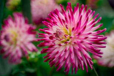 Sonbahar bahçesinde büyüyen güzel çiçekler 