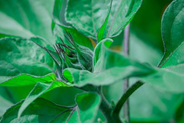 Sonbahar bahçesinde büyüyen güzel çiçekler 