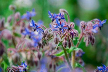 Sonbahar bahçesinde büyüyen güzel çiçekler 