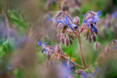 Sonbahar bahçesinde büyüyen güzel çiçekler 