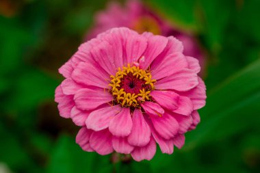 Sonbahar bahçesinde büyüyen güzel çiçekler 