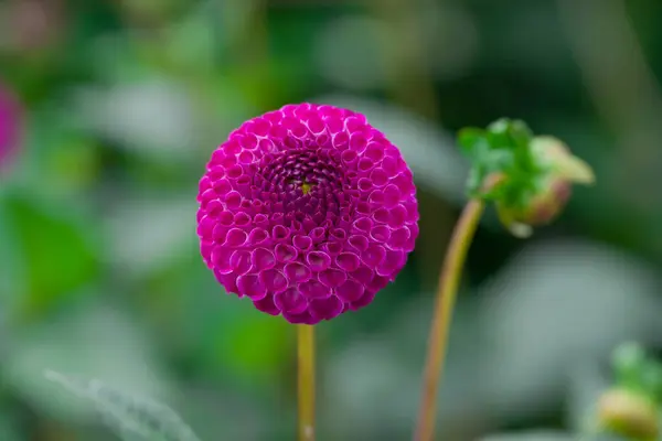 stock image Beautiful flowers growing in the autumn garden 