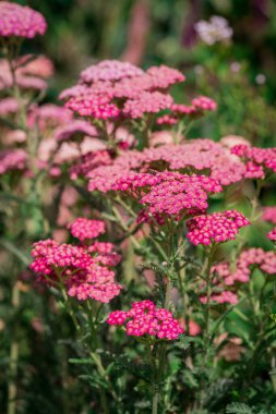 arka plan bulanık achillea millefolium çiçekler