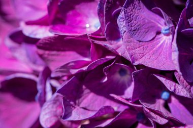 güzel mor ve pembe ortanca çiçekleri