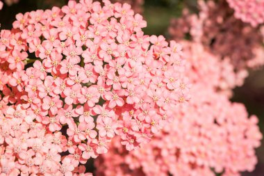 arka plan bulanık achillea millefolium çiçekler