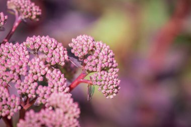 arka plan bulanık achillea millefolium çiçekler