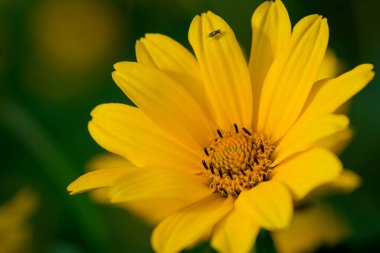 Gündöndü pauciflorus, olarak da bilinen sert ayçiçeği