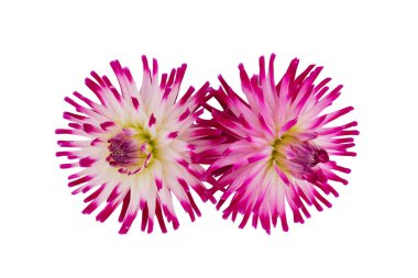 beautiful dahlia flowers isolated on a background clipart