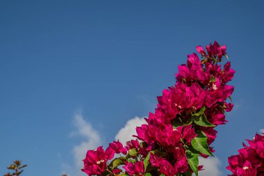 Çiçek açan Bougainvillea çalılığına yakın plan.