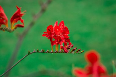 Crocosmia 'nın güzel çiçekleri Lucifer