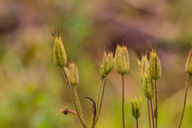 Yapraklarına yağmur damlaları damlayan büyük mavi çan çiçeği.