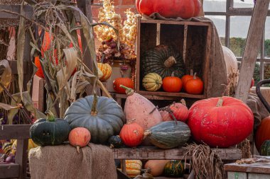 Sonbahar çiftliği kabak ve kabak gösterisi.