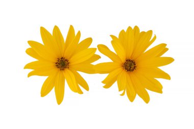  Beyaz arkaplanda çiçek açan Kudüs enginarı