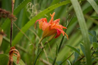 Güzel Afrika zambağı (Agapanthus) çiçeği 