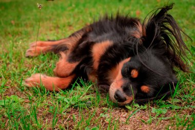 Küçük sevimli siyah bir köpeğin portresi. 