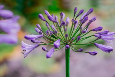 Güzel Afrika zambağı (Agapanthus) çiçeği 